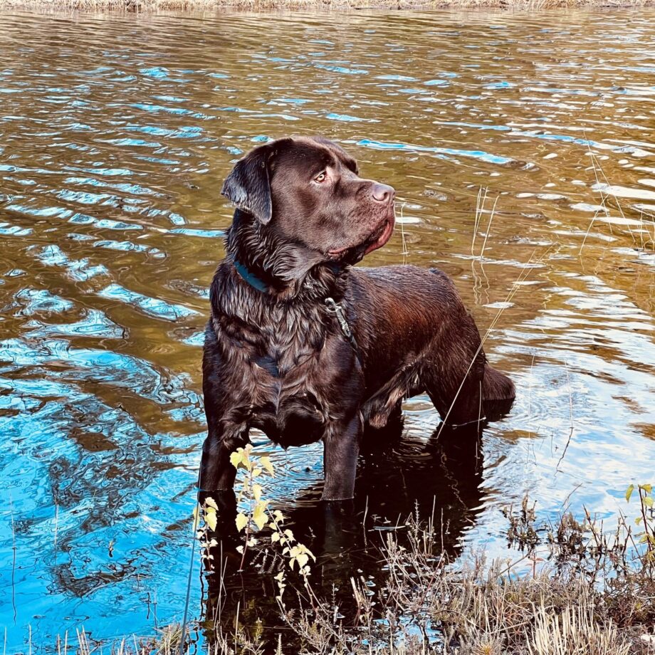 Coaching met honden Gelderland Lochem Eefde de Wijte breakout teamactiviteiten teambuilding Apeldoorn Zutphen